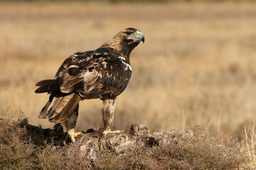 Spanish Imperial Eagle five years old female with the first lights of the morning