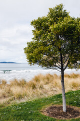 Fototapeta na wymiar beach in South Hobart in Tasmania, Australia with tree and grass on the foreshore