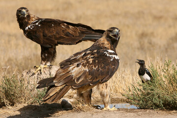 Spanish Imperial Eagle 5 year old female and adult male at first light of day