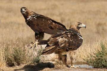 Five years old female an adult male of Spanish Imperial Eagle with the first light of day