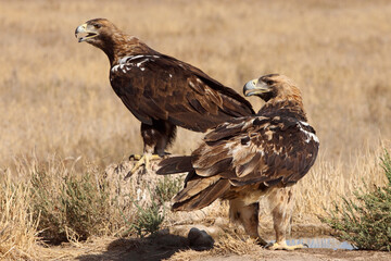 Five years old female an adult male of Spanish Imperial Eagle with the first light of day