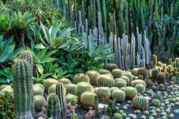 Blick auf ein Beet mit Kakteen und Sukkulenten am Bodensee, Überlingen, Landesgartenschau, Stadtgarten