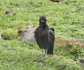 Florida Vulture on the ground