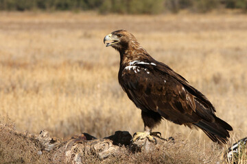 Spanish Imperial Eagle adult male with the first light of day