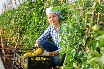 Positive young woman working in small farm garden in summer, picking underripe tomatoes from bushes