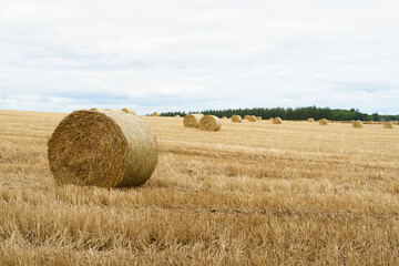 Hay bales harvesting in a golden field landscape. Scotland landscape