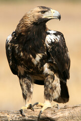 Spanish Imperial Eagle five years old female with the first light of day