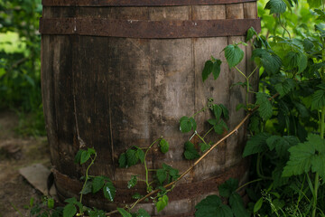 Old wooden barrel with green leaves