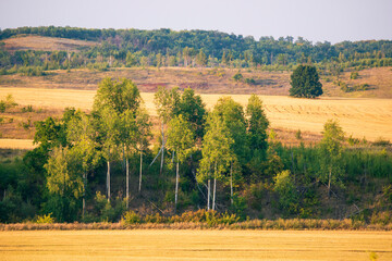 Yellow fields and green forest. High quality photo