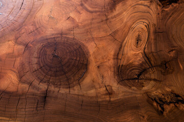 Cut a tree. Wooden texture background. Slab