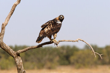 Spanish Imperial Eagle five years old female