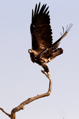 Spanish Imperial Eagle male flying with the first lights of the morning