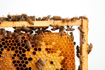 Bees on a honeycomb, isolated on white background