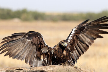 Spanish Imperial Eagle male flying with the first lights of the morning