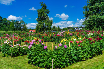 Fototapeta na wymiar Bodensee, Gärten, Lindau, opulente, üppige Blüten im sommerlichen Lindauer Dahliengarten