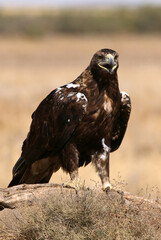 Spanish Imperial Eagle adult male with the first light of day