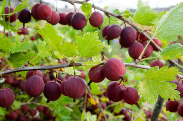 ripe red gooseberries on branches close up