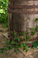 old wooden barrel