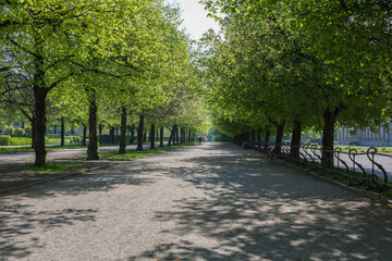 München: Spaziergang durch den idyllischen und leeren Hofgarten mit blühenden Linden Bäumen...