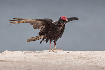 Turkey Vulture (Cathartes aura) sunbathing with wings spread