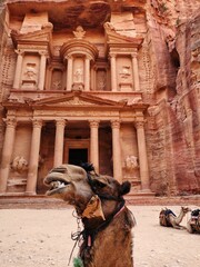 Naklejka premium camels in petra jordan