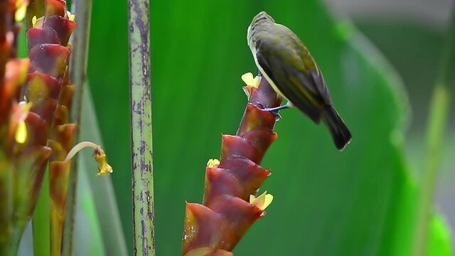 Mature bird feeding nectar from Cigar calathea flower.
Beautiful little spiderhunter Arachnothera longirostra drinking nectar from Calathea Lutea flower in backyard,HD video.
