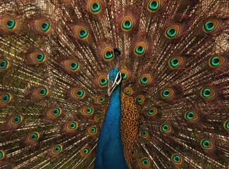 Peacock the national bird of India dancing in rainy season with its feathers wide spread .