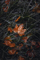 Fresh black grass after rainy day. Autumn landscape starts to prevail. Asturias, Spain. Dark and mysterious.