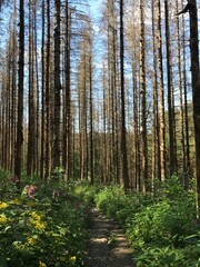 Obraz premium forest in autumn
