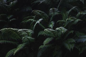 Fresh ferns after rainy day. Asturias, Spain. Dark and mysterious.