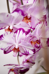Bright and beautiful white and purple Orchid flowers close up