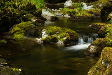 stream in the forest