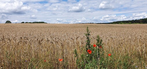 Kornfeld in der Altmark