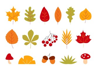 Hand drawn autumn leaves. Abstract colored set of acorn, rowan, mushroom, fall leaf. Modern vector illustration