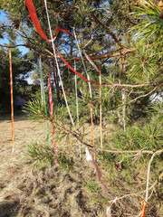 Fototapeta premium Colored ribbons on a tree.