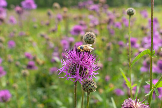 Bee on a purple flower Cirsium arvense "field thistle".