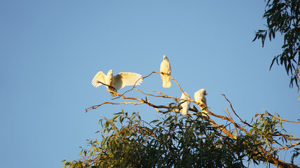 Cockatoo Parrot Bird on a tree near Windjana Gorge in Western Australia. © Christopher