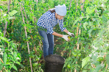 Successful female gardener with ripe tomatoes on the farm field