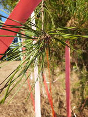 Fototapeta premium Colored ribbons on a tree.