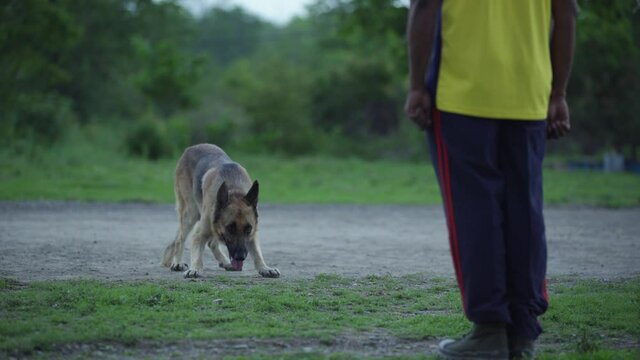Highly trained Disaster Search Dog (DSD) teams training dogs to  response efforts to save lives in the face of terrorist attacks, earthquakes and floods . 