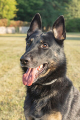 Obedient young short-coated purebred German Shepherd dog seen outdoors on a summer day