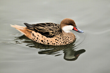 A view of a Cape Teal Duck on the water