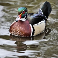 A view of a Carolina Duck