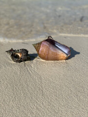 seashell on the beach