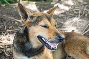 Cute brown dog sleep on stone floor