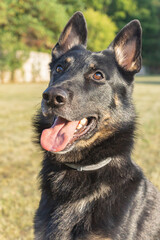 Obedient young short-coated purebred German Shepherd dog seen outdoors on a summer day