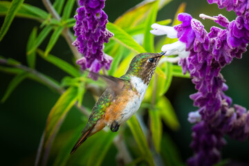 Green Violet-ear hummingbird (Colibri thalassinus) in flight isolated on a green background in Costa Rica