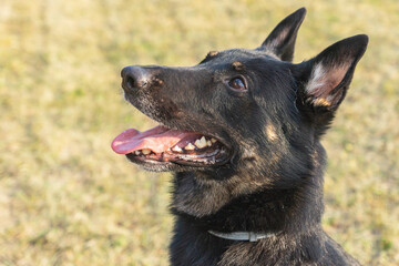 Obedient young short-coated purebred German Shepherd dog seen outdoors on a summer day