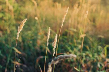A mixed grass meadow in the rays of the rising sun. Medical herbs and pasture for livestock on the farm.