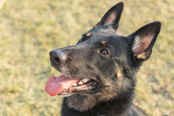Obedient young short-coated purebred German Shepherd dog seen outdoors on a summer day